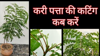 1112:- Curry Plant Cutting / करी पत्ते के पौधे की कटिंग / करी पत्ते को घना बनाएं / Kari Patta Update