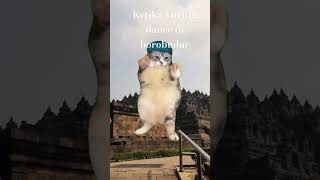 Orang gabut bikin meme kucing di atas borobudur💀