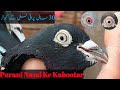 The Untold Story of Kamagar 'Teddy Kabootar': 30 Year Old Pigeon Bloodline