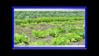 Salat pflanzen: Einfache Anleitung vom Anbau bis zur Ernte