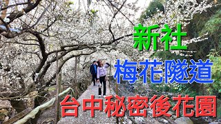 新社 賞梅花 梅花隧道 台中の秘密後花園