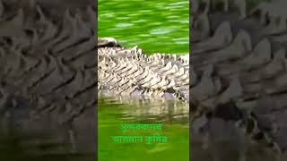 A crocodile swimming in a river in the Sundarbans . সুন্দরবনের নদীতে সাঁতরে যাওয়া কুমির ।