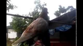 Playtube Pk Ultimate Video Sharing Website