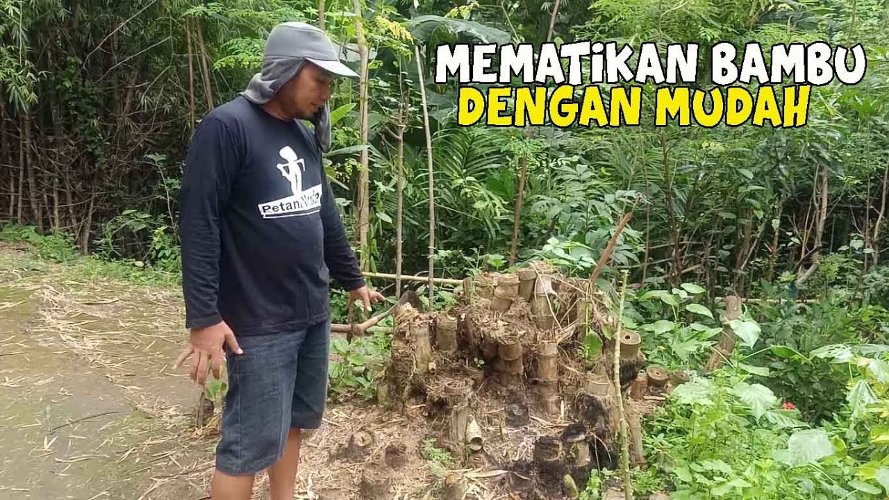 Cara Membasmi Pohon Bambu Tanpa Menebang - YouTube