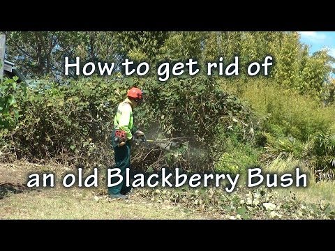 How to get rid of blackberries How to get rid of blackberries