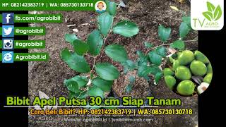 Bibit Apel Putsa 30 cm Siap Tanam