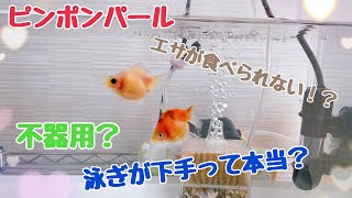 金魚飼育　泳ぎが苦手なピンポンパール　エサをなかなか食べられない　#ピンポンパール #金魚飼育 #泳ぎが下手 #エサやり #かわいい動物 #癒し #animals #アクアリウム