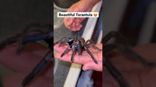 I can’t believe the colors on this TARANTULA!! #tarantula #animals #shorts