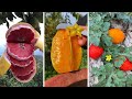 Farm Fresh Ninja Fruit Cutting | Oddly Satisfying Fruit Ninja #19