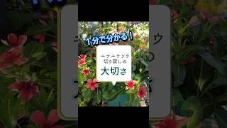 【園芸】1分で分かる！ニチニチソウ切り戻しの大切さ！\