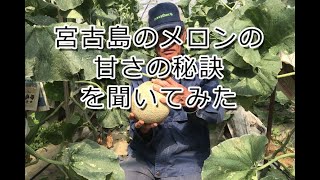 宮古島冬メロンの生産者ストーリー