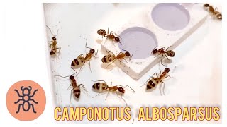 Camponotus albosparsus #estheticants