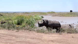 Warthogs frighten rhinos out of mud pool