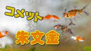 【金魚】水槽には1匹しかいません！寂しすぎるので 朱文金とコメットを買ってきました☆まず水合わせ！をします。