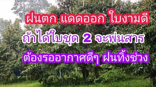 LP-EP87 คุยกันในสวน สภาพอากาศหน้าฝน ต้นหนาว  ได้ใบชุด 2 จะฉีดสาร มีทั้งฝน ทั้งแดด จะเกิดผลอะไรบ้าง