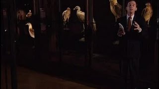 Glenway Wescott : Le faucon pèlerin