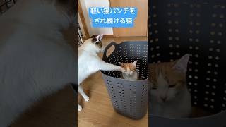 洗濯カゴに入ったとたんこれ #ねこの日常 #猫のいる暮らし#cater