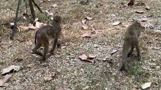 Monkeys at Bayon Temple Are Acting Like Humans