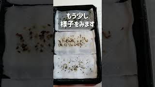 バジル パセリ 大葉→3種のハーブを発芽させてみた！【好光性種子】【発芽率】【種まき】