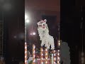 CHAMPIONS | Lion Dance