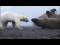 Polar Bear vs Walrus colony  BBC Planet Earth  BBC Studios