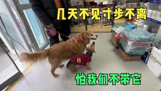 到市里接皮皮，看看恢复得怎么样了，小灰枣也要绝育了