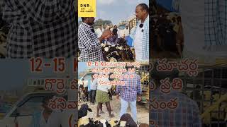 మాచర్ల గొర్రె పొట్టేలు పిల్లలు |macherla Sheep Goat Market |మాచర్ల సంత ప్రతి శనివారం |DNR|