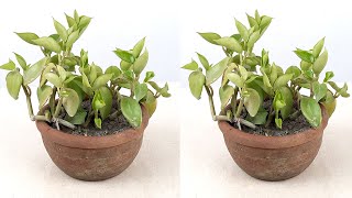 How to grow Aptenia Cardfolia/ Baby Sun Rose/ Heart Leaf Ice plant from cuttings