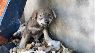 Nobody Could Touch This Homeless Dog Until He, I adopted him, And Take Care of Him