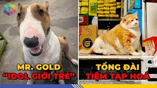 7 Idol Thú Cưng Khuấy Đảo Mạng Xã Hội Việt Nam: Một Đêm Thành Sao Nhờ Sự Bất Đắc Dĩ