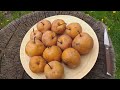 Сколько хранятся азиатские груши. Груша сорт Хосуи pear hosui