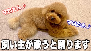 飼い主が歌うとそれに合わせてハモる犬。【トイプードル】