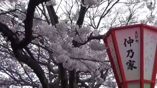 【金沢観光】主計（かずえ）町茶屋街の桜並木！