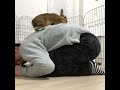 【bunny trick】かわいいうさぎの芸 bunny rabbit lapin 토끼 conejo кролик coelho kaninchen coniglio 兔子