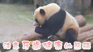 《熊貓早晚安》注意牙齒健康的熊貓寶寶 | iPanda熊貓頻道