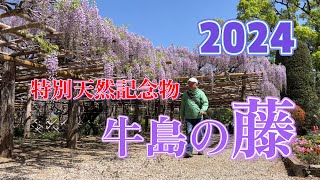 【4K動画】【特別天然記念物～牛島の藤2024.04.19】牛島の藤(フジ)はそんじょそこらの藤とはわけが違い、国の特別天然記念物に指定されている超レア―、樹齢1200年の巨木なのです。