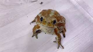 飼い主をずっと追いかけてくるベタ慣れヒキガエルが可愛すぎる          Cute little toads chasing after their owners.