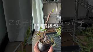 僕の持ってる灌木の一つ、センナメリディオナリスをご紹介。 #塊根植物 #観葉植物 #コーデックス #灌木 #センナ