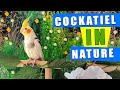 Cockatiel bird singing and whistling in nature 🦜💚