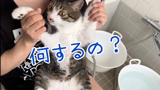 多頭飼い猫6匹　猫たちのシャンプー④ お風呂大好きちま