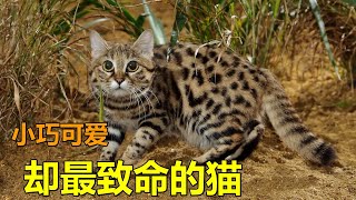 非洲黑足猫小巧可愛，卻被全世界禁養，號稱猫中“殺戮機器”（black footed cat）