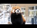 【円山動物園のレッサーパンダ】葡萄と円実　december 9 2017　red panda marumi at maruyama zoo