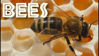 All About Bees for Kids: Bee Facts and Information for Children - FreeSchool