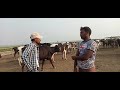 সিরাজগঞ্জ জেলা বাঘাবাড়ী এলাকার পাথরে..new video on youtube youtube official cow