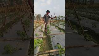 A পেটেনে টমেটোর মাচা তৈরি। #tomato #video #agricultre #grameen agro.s