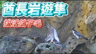 2023年酋長岩遊隼_EP43_拔活鴿子毛_Falco peregrinus_2023年5月10日(D)