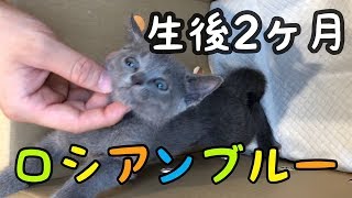 生後2ヶ月 ロシアンブルー 赤ちゃん猫を飼いました。