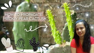 How To Propagate Prickly Pear Pad Cactus(1 month update) #tutorial #pricklypear #cactus #propagation