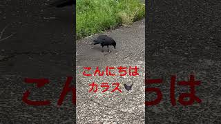 こんにちは😃　カラス🐦‍⬛　　ザリガニ捕食　閲覧注意