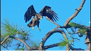 SWFL Eagles ~ PERSISTENT SUB ADULT Lands On Veranda Spike! M15 Alerting! F23 In Pursuit 😲 11.24.24